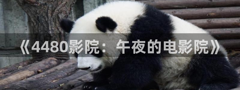 西瓜视频视频在线观看免费播放